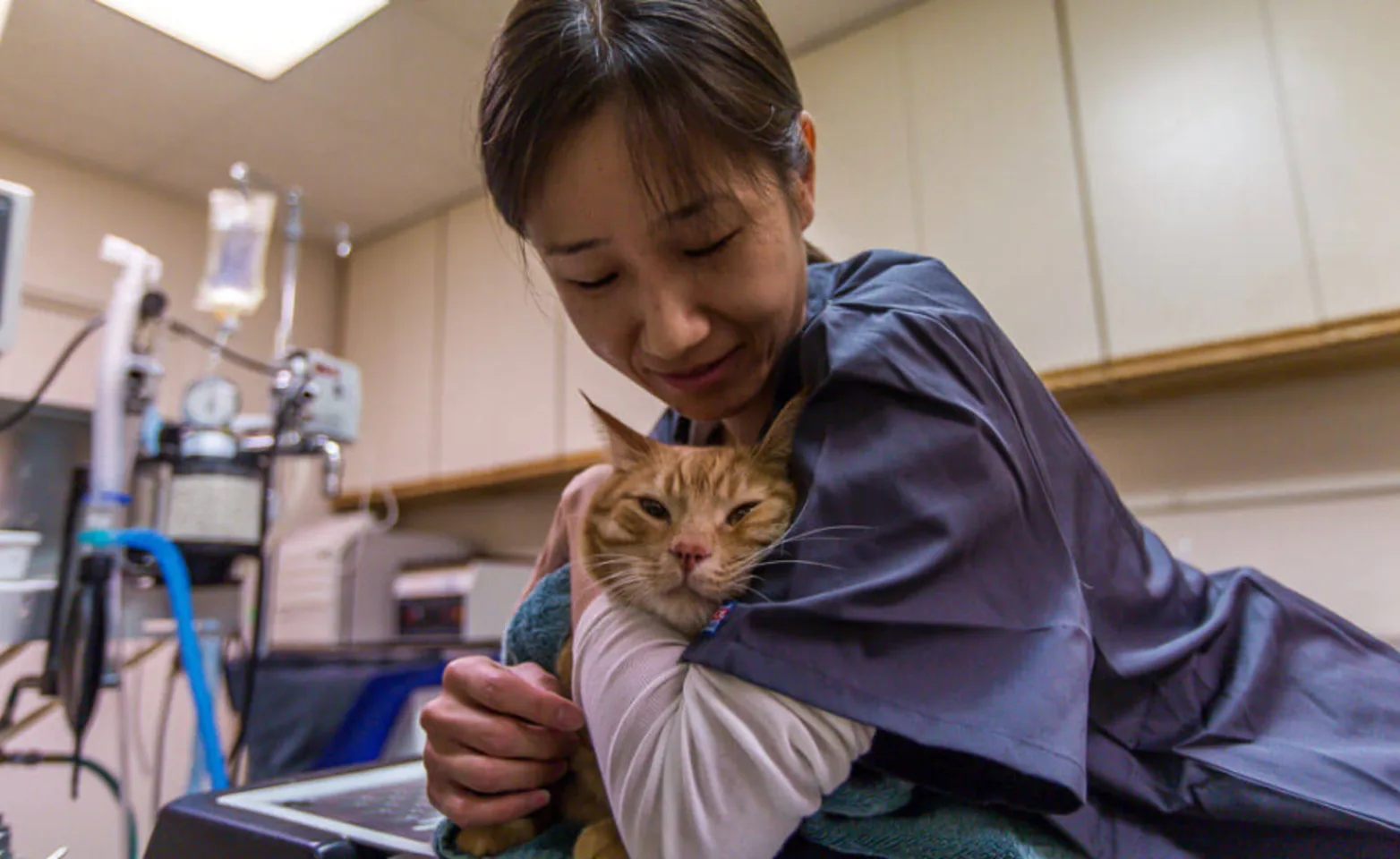 Staff member caring for a cat wrapped in a towel